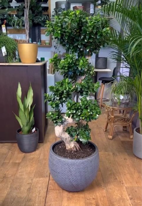 Комнатные растения