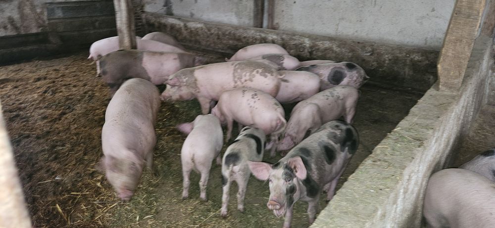 Прасета ОТ 40 ДО 110КГ