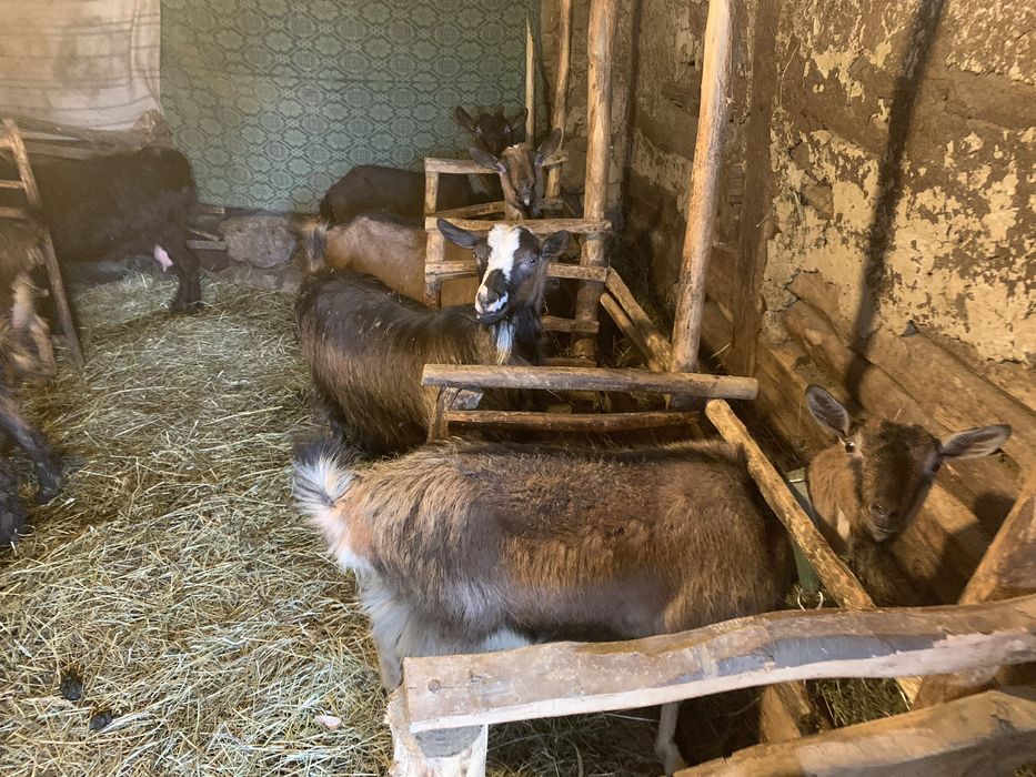 Vând iezi și capre alpine și nemțești și oi