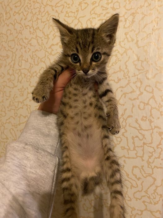 Отдам котенка в добрые руки