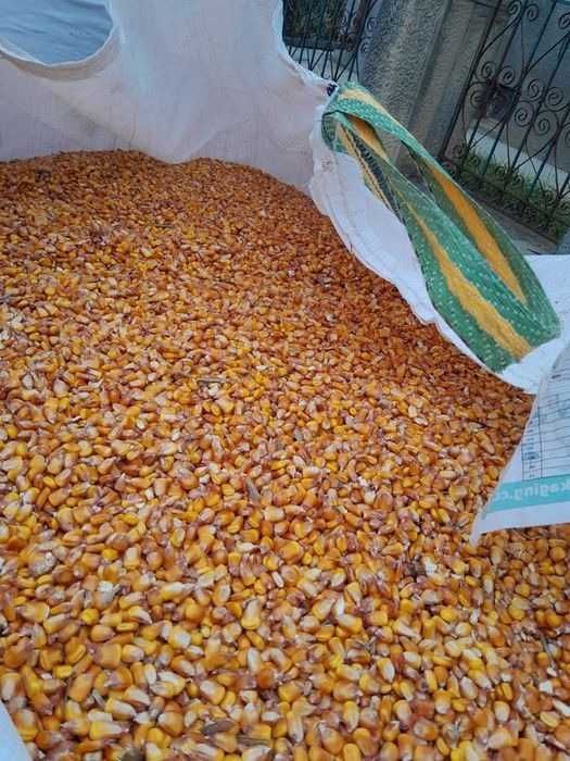 Porumb boabe 2025 uscat