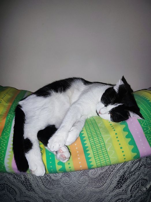 Кошка в добрые руки