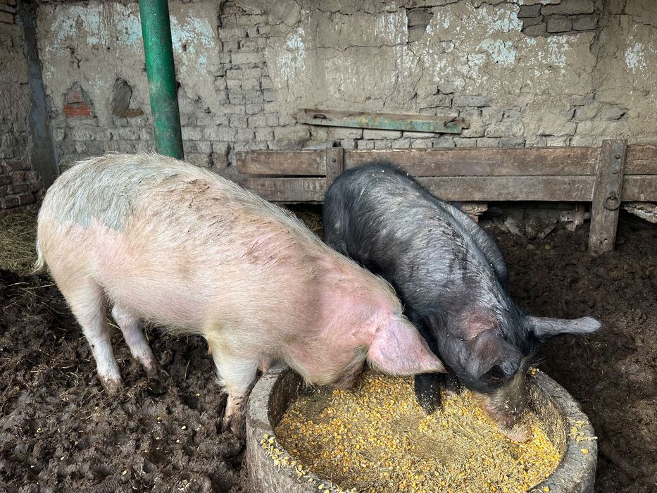 Продавам млади прасета