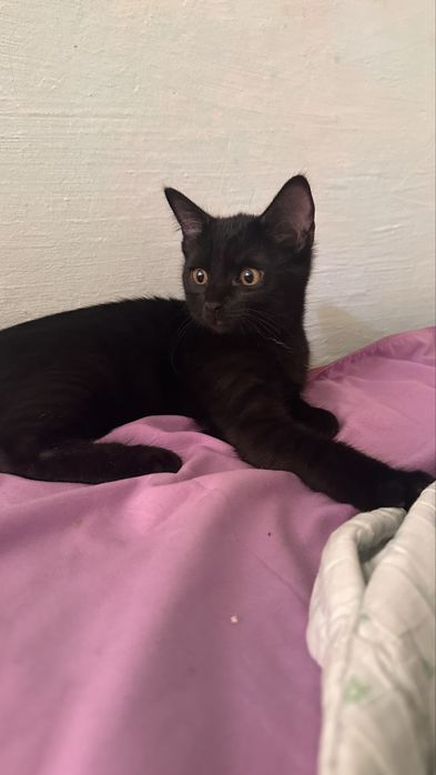Добрые ласковые котята ( кот , кошка)