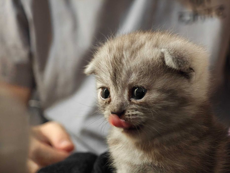 Выслоухий шотландский(скоттиш-фолд) котенок