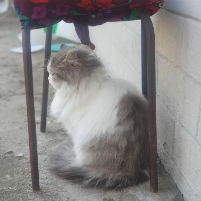 Скоттиш страйт длинношёрстных