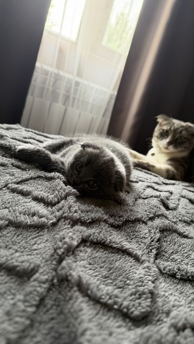 Продается котенок