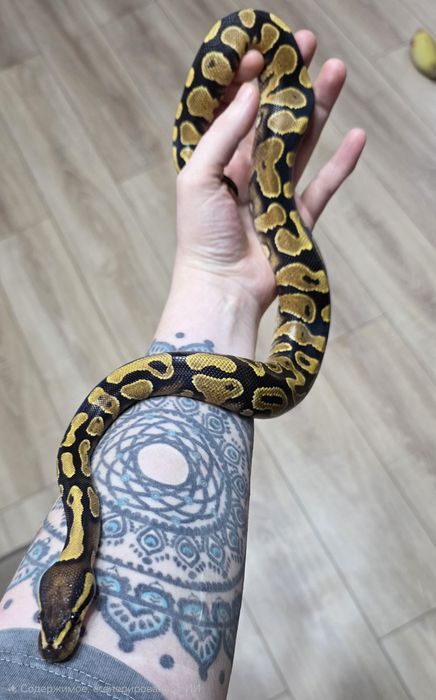 Королевский питон самка