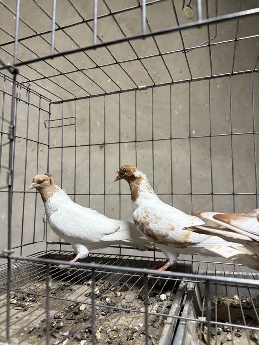 Голуби бакинцы двухчубые