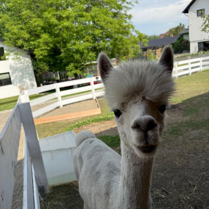 Alpaca de vanzare