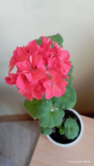 Цветы домашн.г.Астана