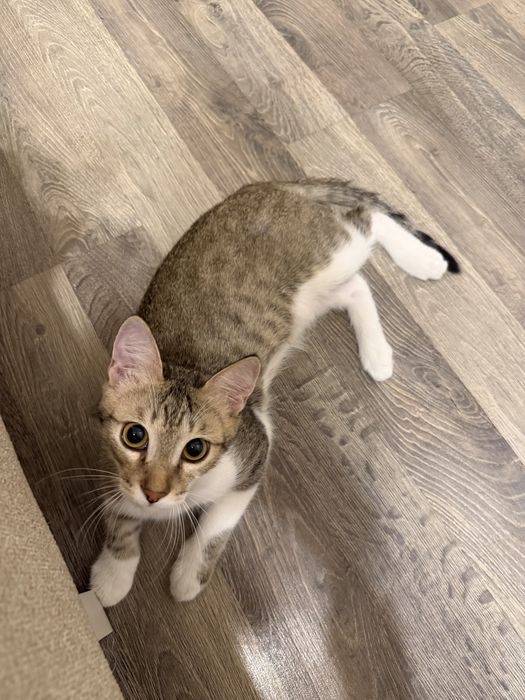 Отдам в добрые руки котенка мальчик