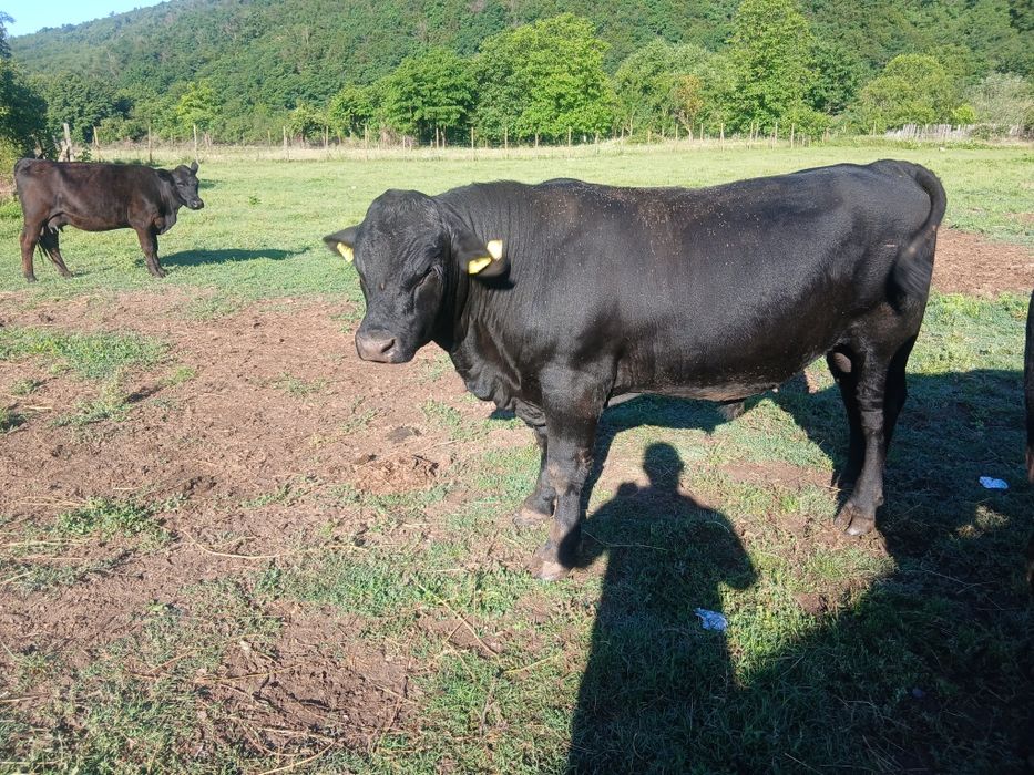 De vanzare Taur Angus