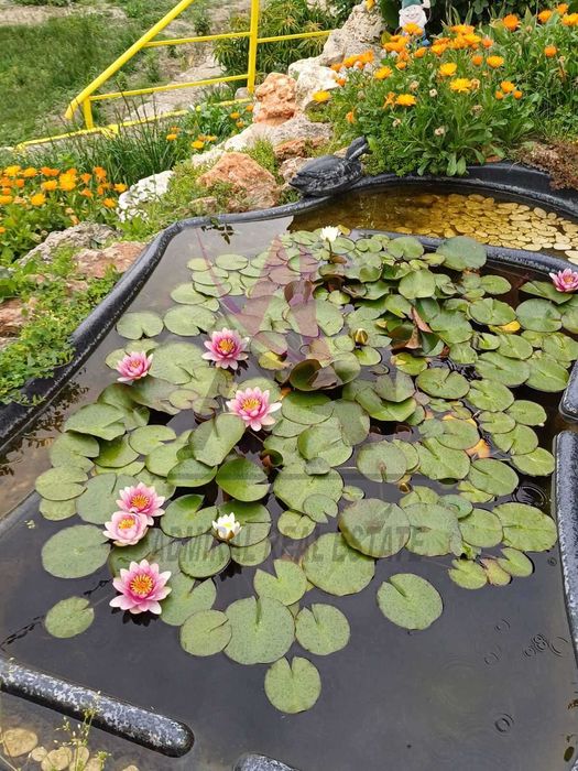 Дава се под наем Къща в Варна, Левски - 120 кв.м за 800 € - Снимка #2