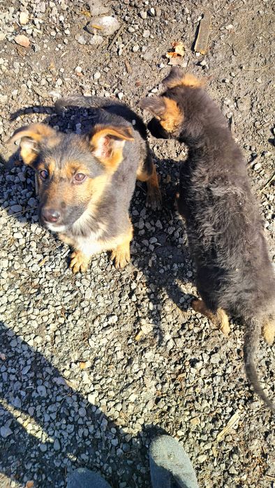 Щенок .Осталась девочка