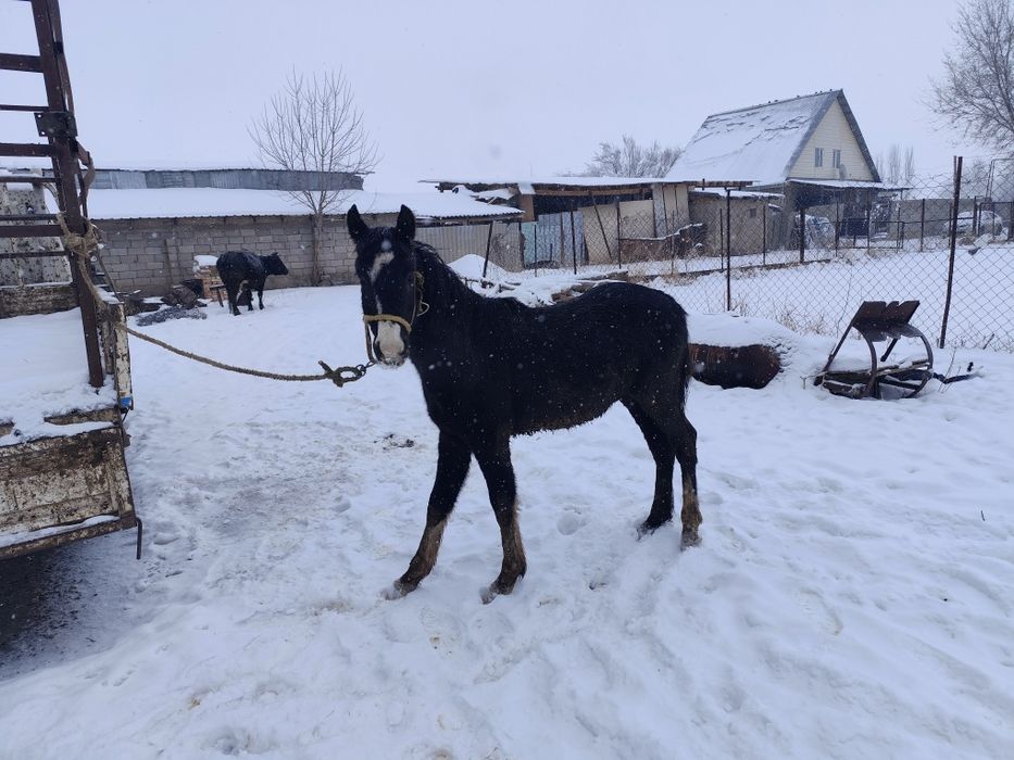 Еркек таи сатылады