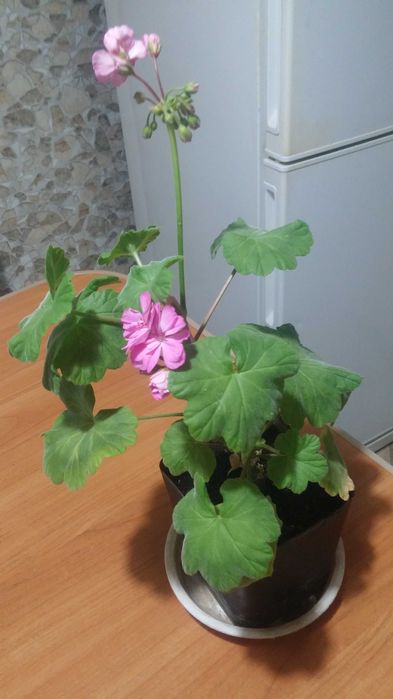 Герань комнатная