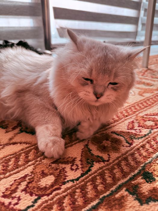 Котенок 10месяцев