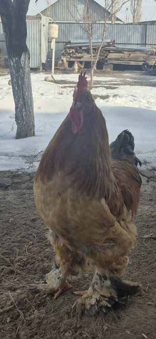 Продам Петух пароды Брама