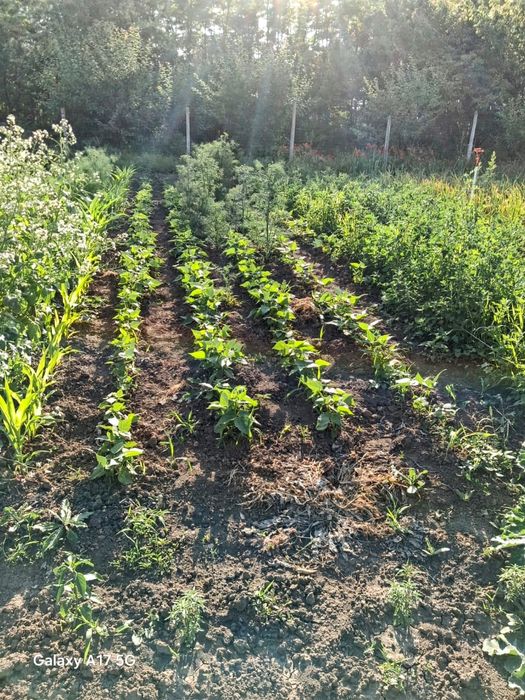 Teren intravilan 1500 m2, Sat Rasa, Comuna Grădiștea