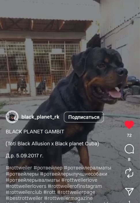 Щенок ротвейлера