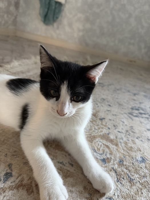 Отдам котенка в добрые руки