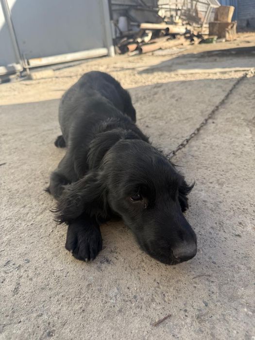 Пародистый щенок