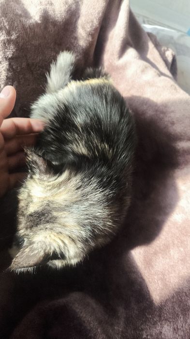 Кошка шатланская прямоухая