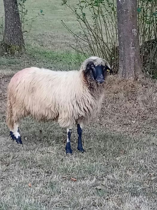 De vânzare oi din Baru Mare