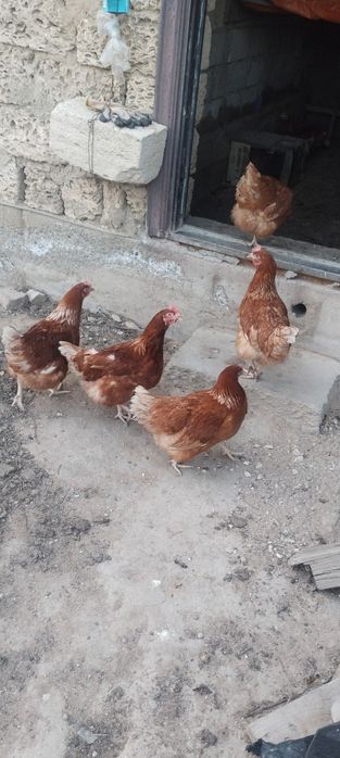 Тауықтар сатылады туып туған.