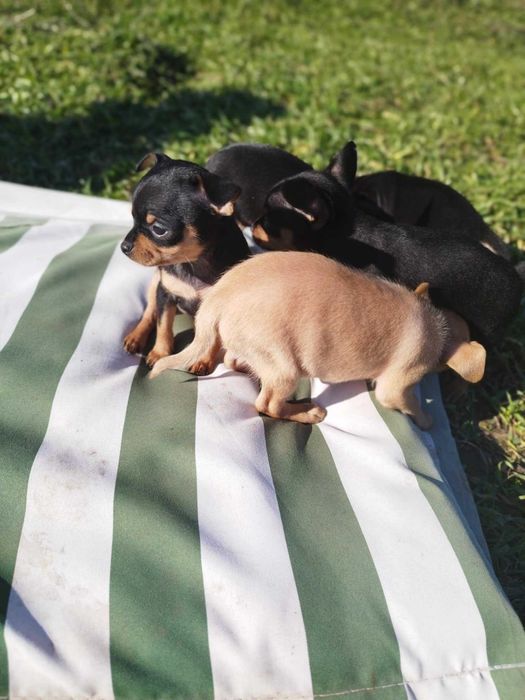 Малки пинчерчета