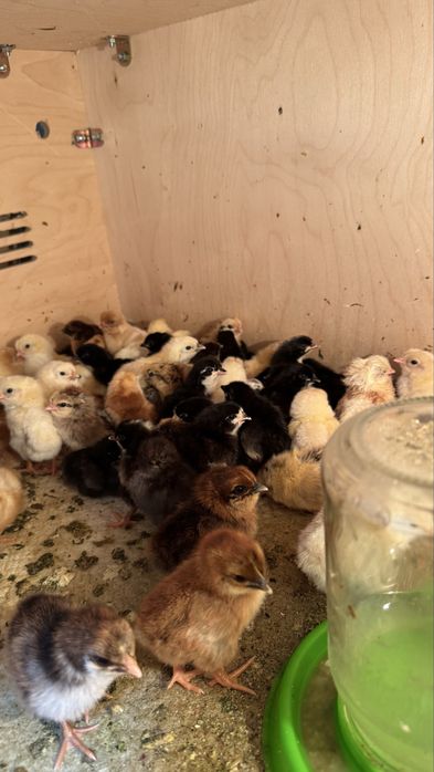 Цыплята разных пород