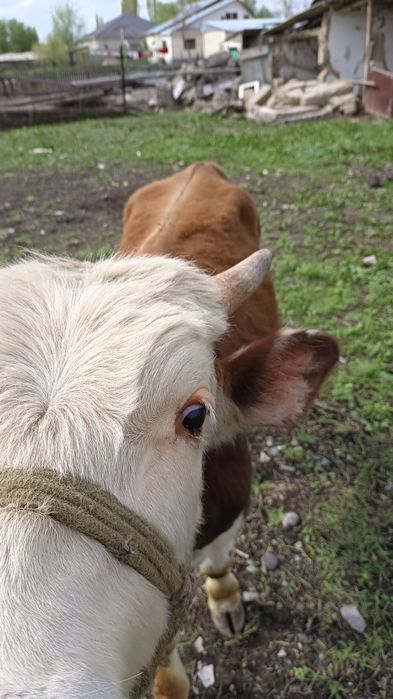 Екі өгізше сатылады.