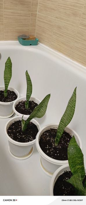 Продам цветы сансеверия Тещин язык ,красивое полезное неприхотливый