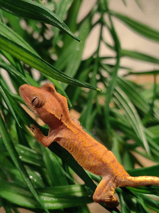 Gecko/Agama/Cameleon (reptile de vanzare)