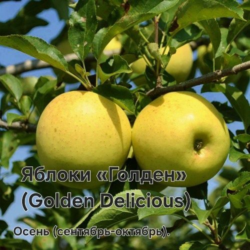 Саженцы ассортимент