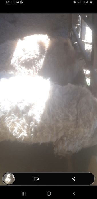 Козды койлар сатылады