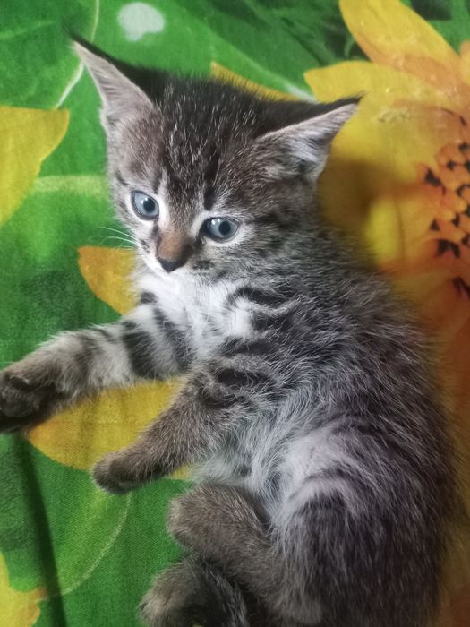 Одам котят бесплатно