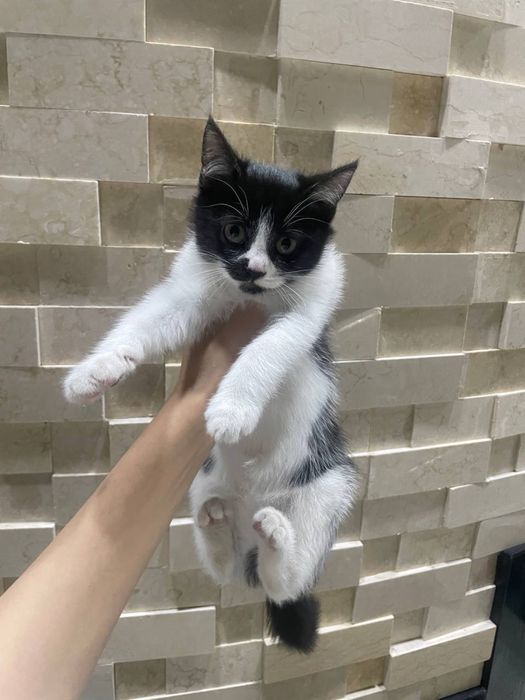 Кошка породистая мать вислоухая отец бездомный