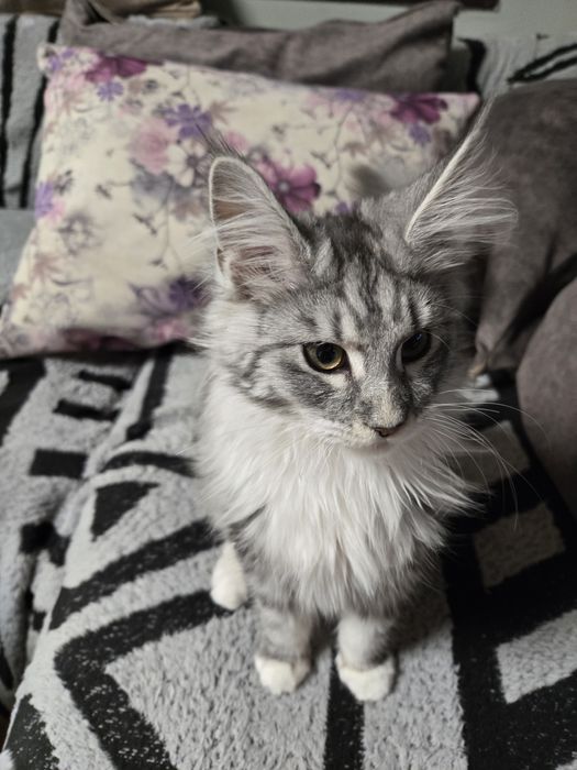 Мейн кун, Maine Coon, котета