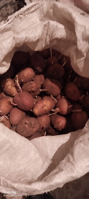 Продам картошку красную.