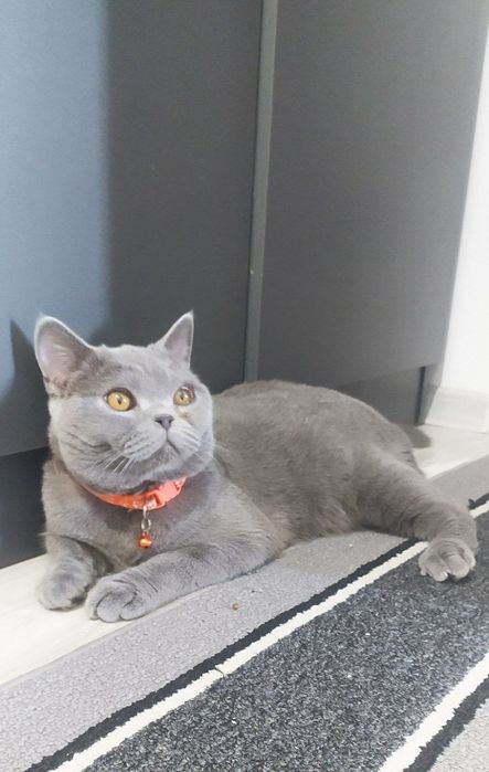 British Shorthair (British Blue) zoti, juda chiroyli mushukcha sotilad