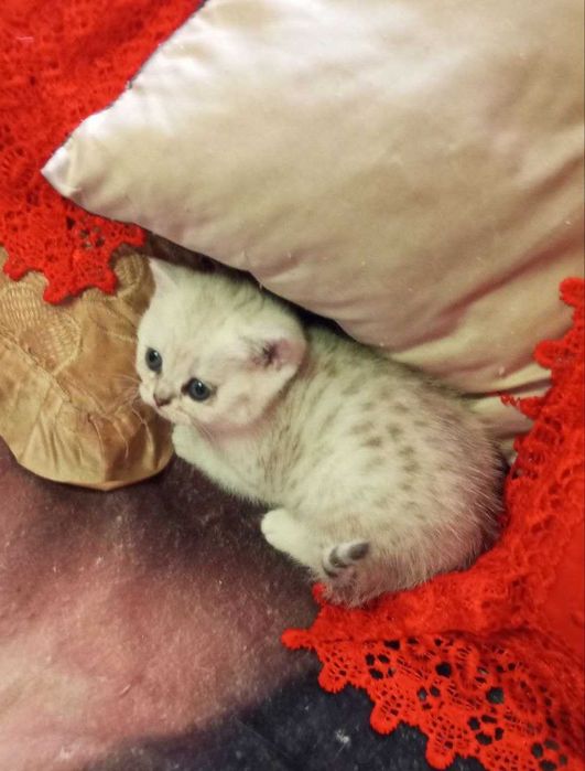 Очаровательные британские котята