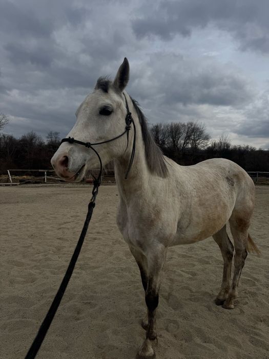 Продава се чистокръвна арабска кобила – Зендая Денерис