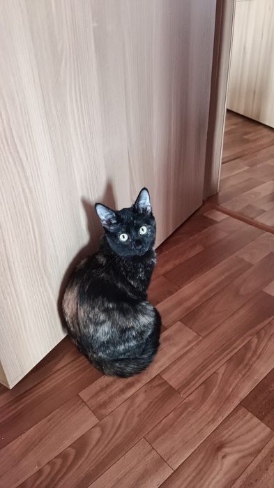 Хорошие Дарю котёнка