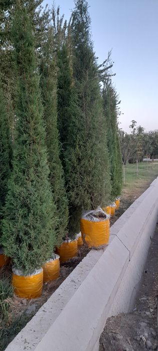 Archalar va dekrativni daraxtlarr