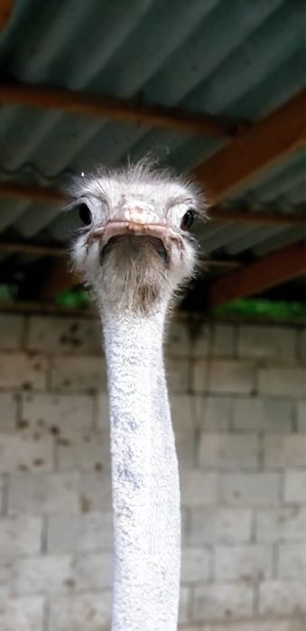 Продаётся страус