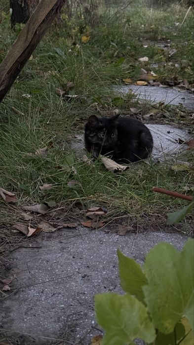 Котенок ищет дом