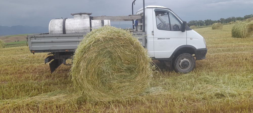 Эспарцет семена песчанный 1251
