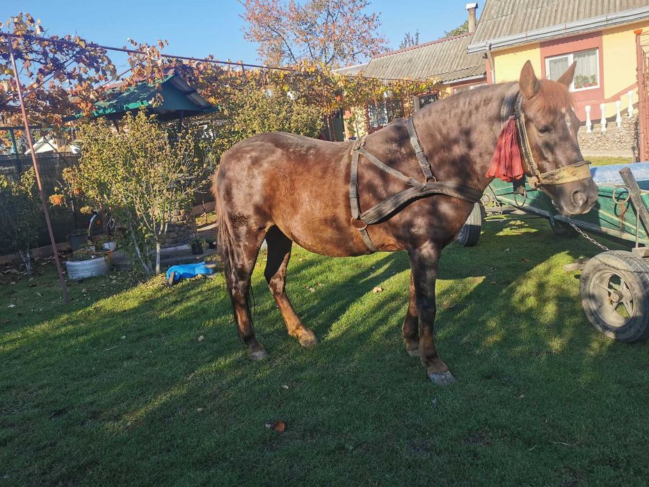 Cal- femela de vanzare